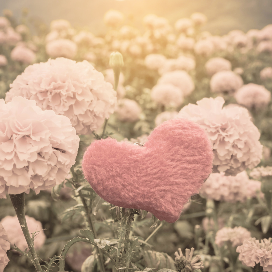 Un champ de fleur avec en son centre un cœur rose.